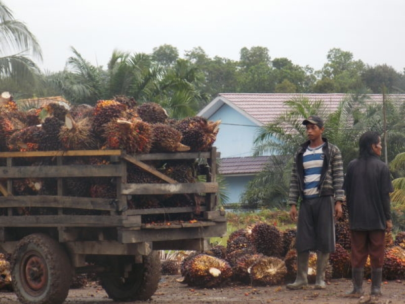 Petani Sawit Anggap Debat Capres Belum Sentuh Inti Masalah