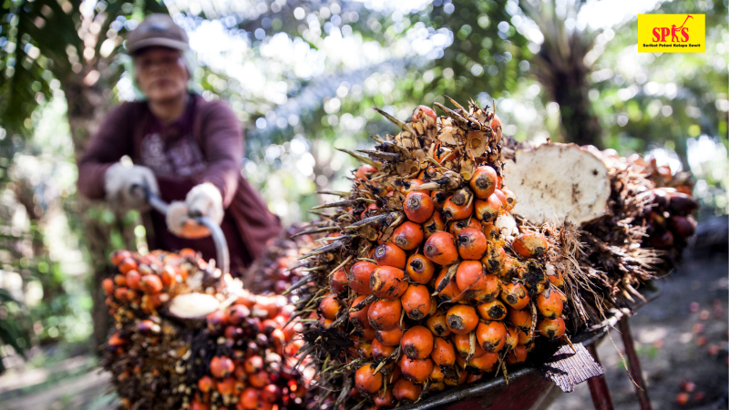 Harga Sawit Meroket, Petani di Riau Keluhkan Kenaikan Harga Pupuk