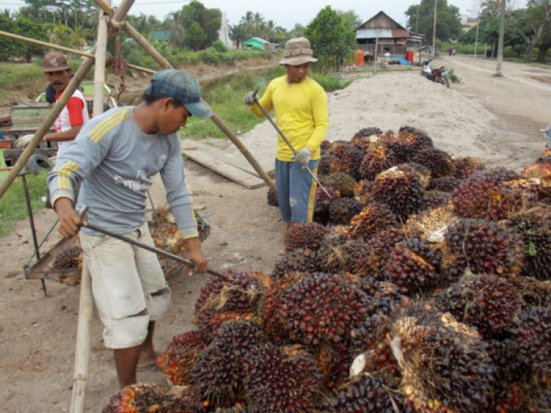 Indonesian Smallholders Says EU Stance on Palm Oil Counterproductive