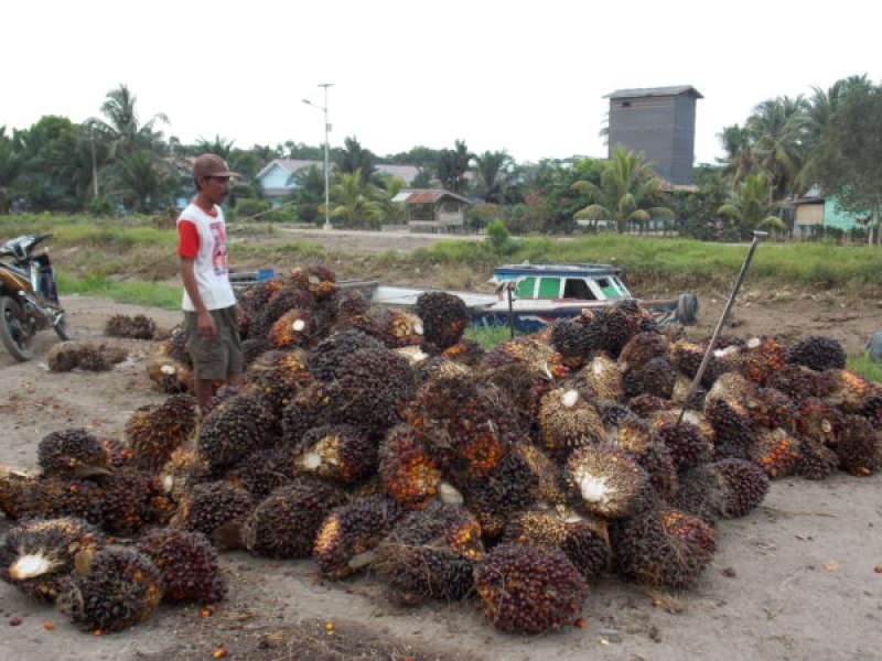 Indonesian oil palm smallholders sue state over subsidy to biofuel producers