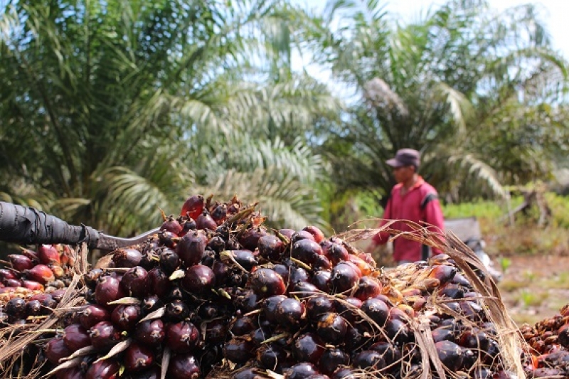 Petani Kabupaten Pesisir Selatan, Sumatera Barat Keluhkan Rendahnya Harga Sawit