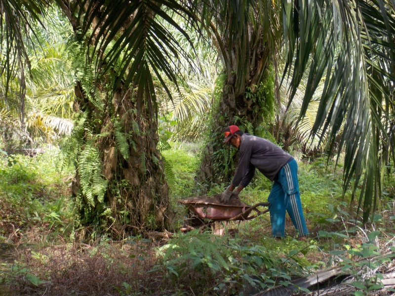 Harga TBS Sawit Melonjak, Petani di Aceh Tamiang Keluhkan Pupuk Subsidi Menghilang