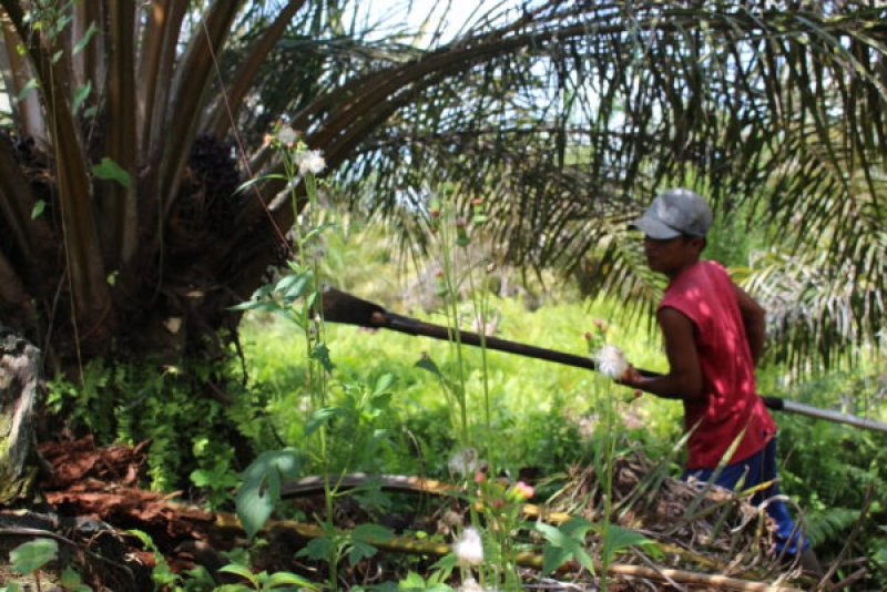 Serikat Petani Kelapa Sawit minta ketegasan soal inpres moratorium sawit