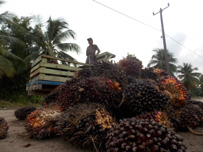 Mengembalikan Citra Positif Bagi Produk Minyak Sawit Indonesia Yang Dinilai Hasil Deforestasi Ilegal