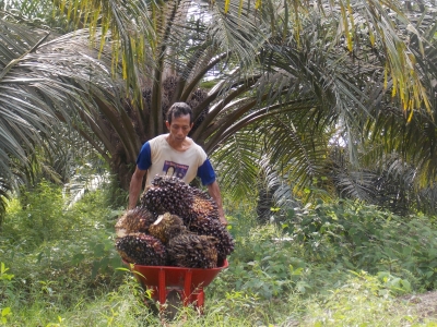 Palm Oil Farmers Believe That The EU Regulations On Products And Commodities Related To Deforestation Can Become An Opportunity And Can Contribute Benefits For Palm Oil Farmers In Indonesia