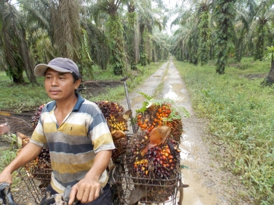 Petani Sawit Nilai Peraturan Uni Eropa (UE) Tentang Produk Dan Komoditas Terkait Deforestasi Menjadi Peluang Dan Bisa Memberikan Keuntungan Bagi Petani Sawit Di Indonesia